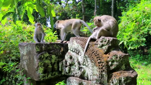 Familia de monos en la selva — Vídeos de Stock