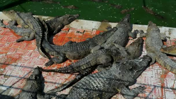 Crocodilos na fazenda — Vídeo de Stock