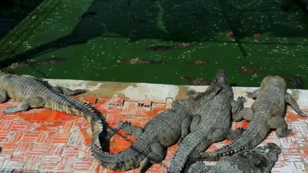 Crocodiles at the farm — Stock Video