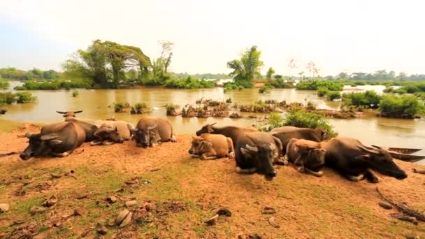 Vaches reposant sur la rive de la rivière — Video