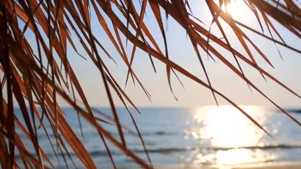 Соломенный пляжный зонтик — стоковое видео
