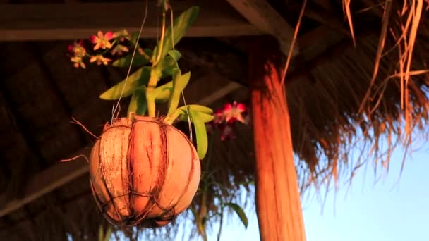 Flowerpot made from coconut — Stock Video