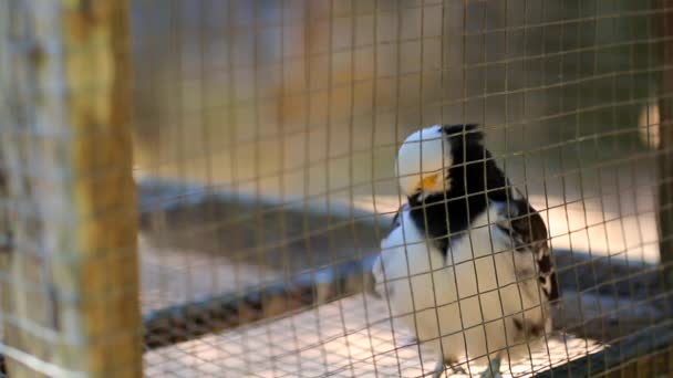 Asiático pied starling — Vídeo de Stock