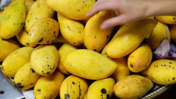 Выбор спелых манго — стоковое видео