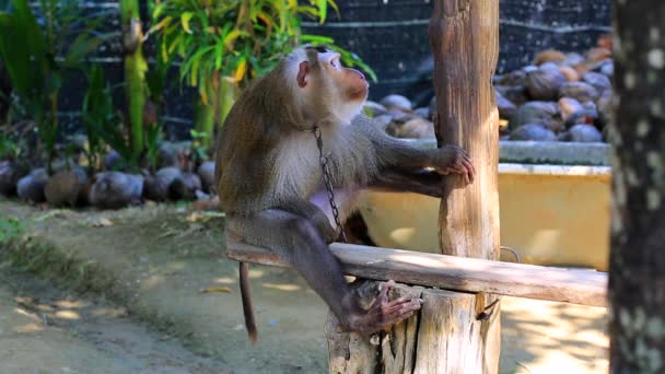 Monkey at monkey school — Stock Video