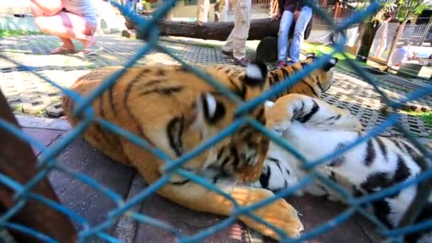 Tiger cubs playing — Stock Video