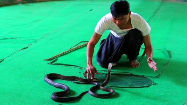 Snake show med tricks — Stockvideo