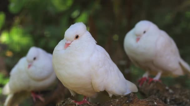 White doves in the zoo — Stock Video