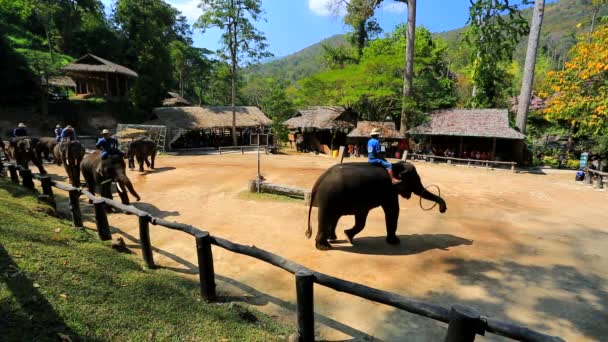 Elephant show — Stock Video