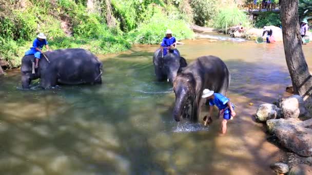 Elephants bath in the the river — Stock Video