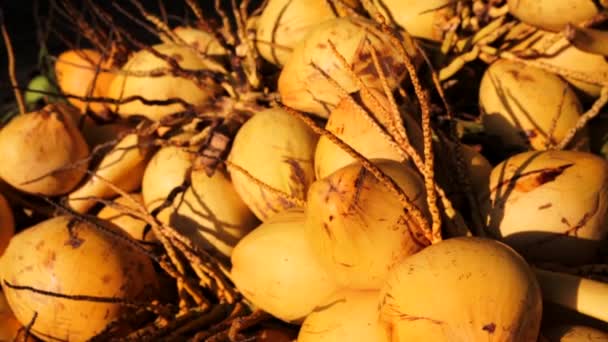 Freshly harvested coconuts — Stock Video