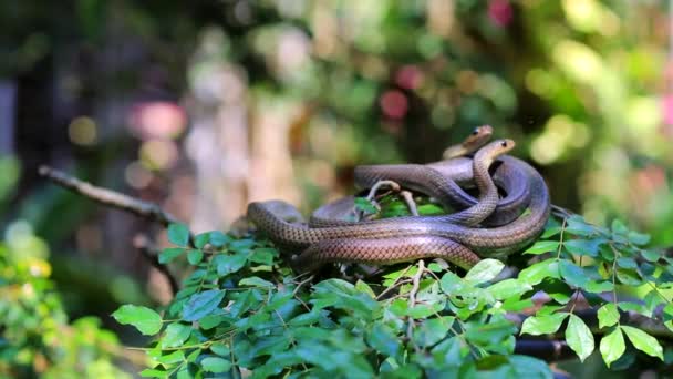 Serpents Ptyas reposant sur des arbustes 