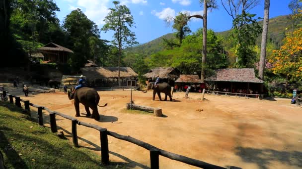 Elephant show — Stock Video