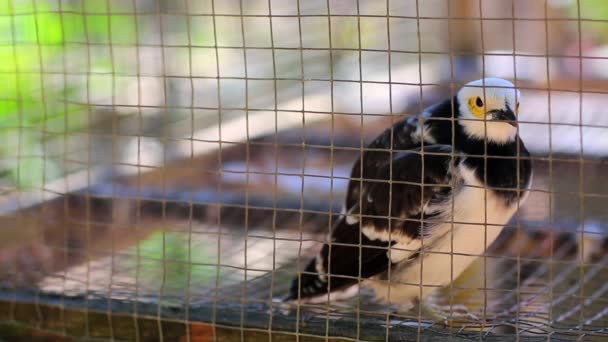 Asiático Pied Starling — Vídeos de Stock