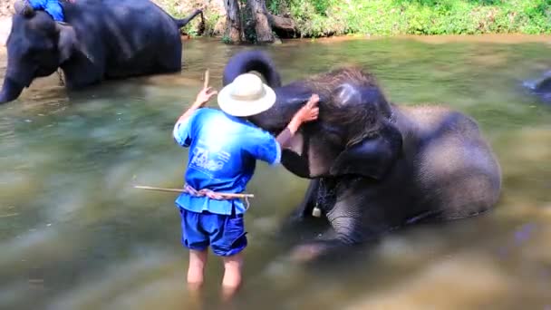 Elephants bath in the the river — Stock Video