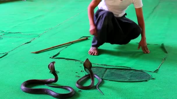 Snake show med tricks — Stockvideo