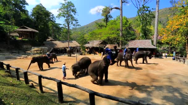 Шоу слонов — стоковое видео