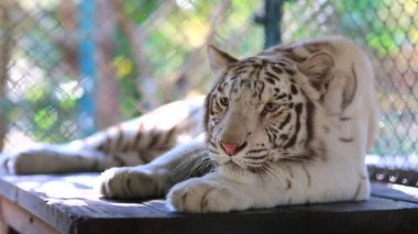 Beyaz Kaplan kaplan İngiltere