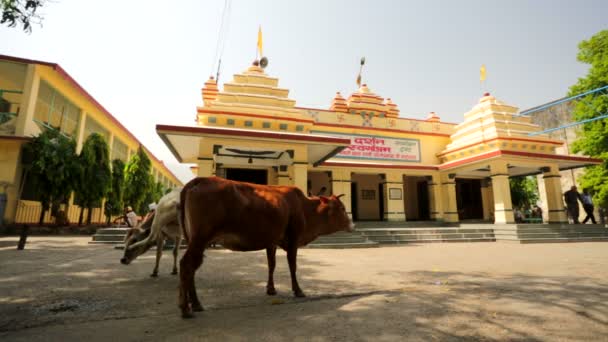 Koeien permanent op straat in India — Stockvideo