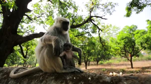 Black faced monkey with baby — Stock Video