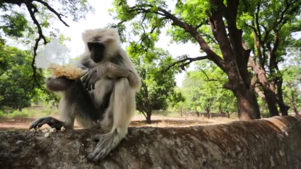 Macaco de rosto preto come pipoca — Vídeo de Stock