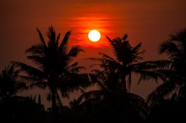 Hindistan cevizi ağaçları ile günbatımı
