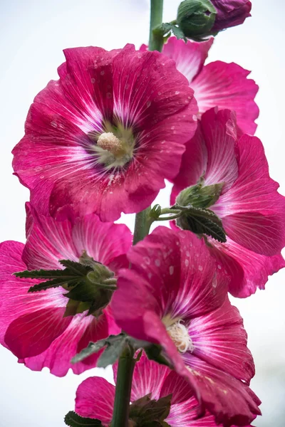 Flores de hibisco rosa — Fotografia de Stock