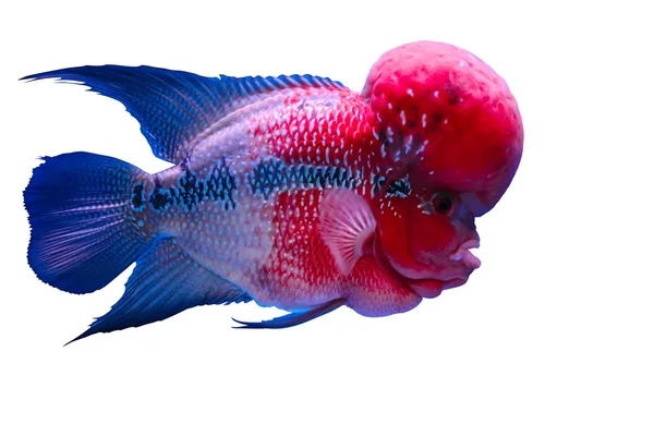 çiçek boynuz balık