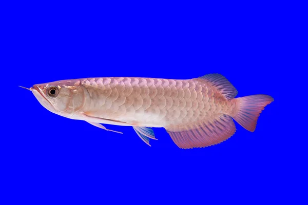 Arowana fisk — Stockfoto