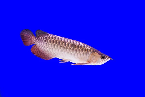 Arowana balığı