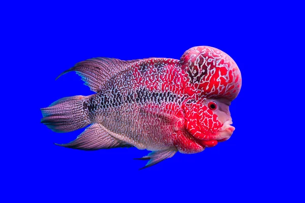 Flower horn fish — Stock Photo, Image