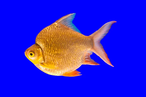 Golden Fish — Stock Photo, Image