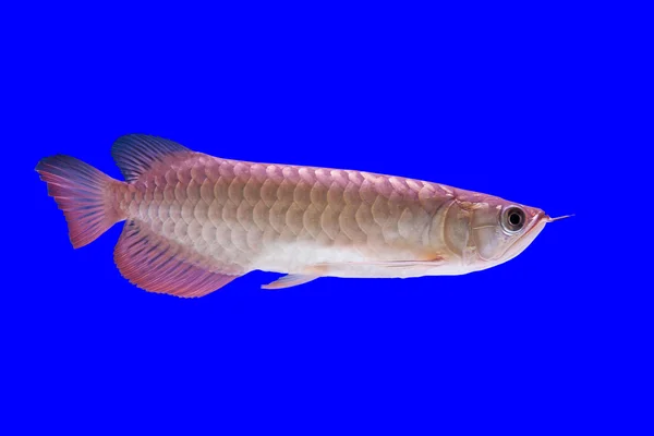 Arowana риби — стокове фото