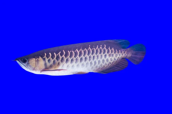 Arowana balığı