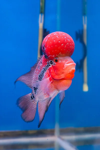 フラワーホーンの魚 — ストック写真