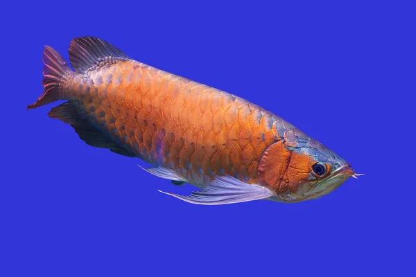 Arowana fisk — Stockfoto