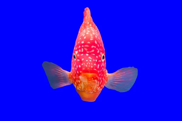 Flower horn fish — Stock Photo, Image
