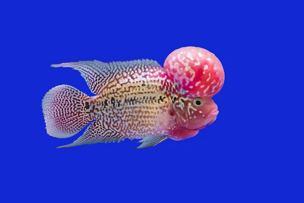 çiçek boynuz balık