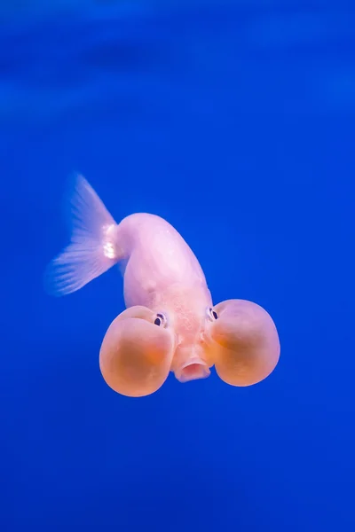 Peixe dourado — Fotografia de Stock