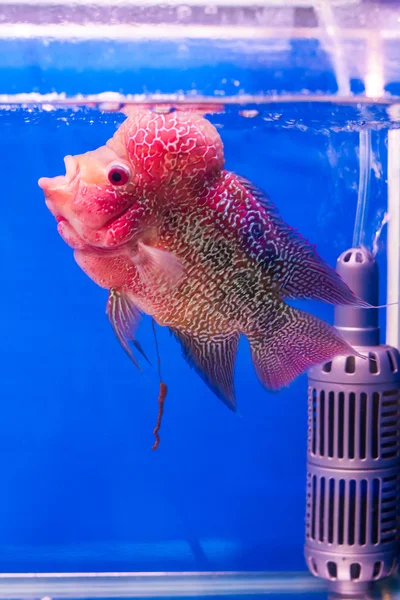 Pesce corno fiore — Foto Stock