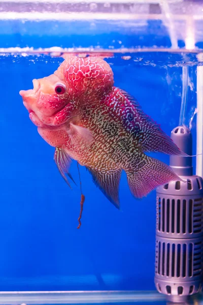 Flor cuerno pescado — Foto de Stock