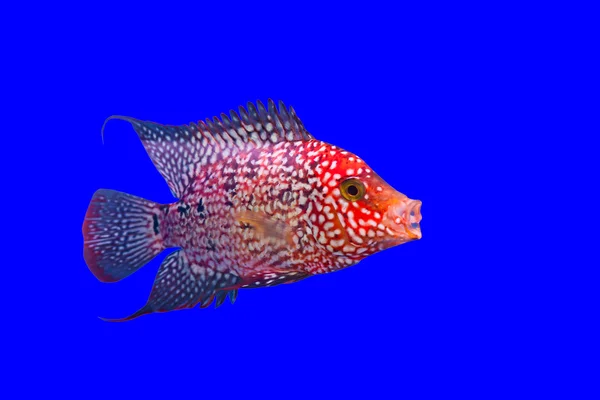 Flower horn fish — Stock Photo, Image