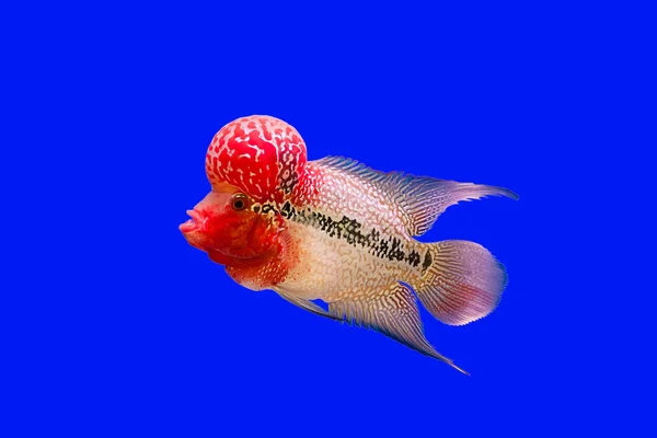 Flor cuerno pescado — Foto de Stock