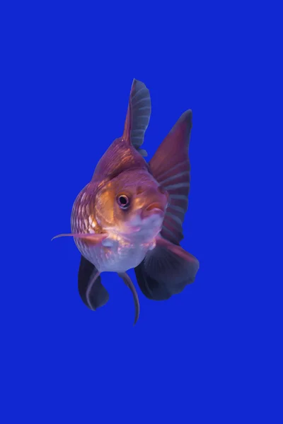 Pesce dorato — Foto Stock