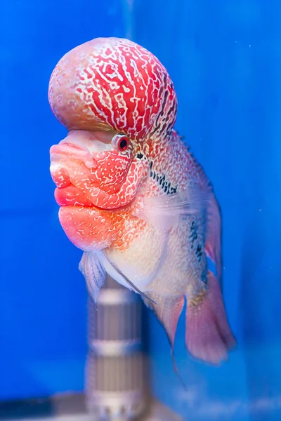 Çiçek boynuz balık serisi