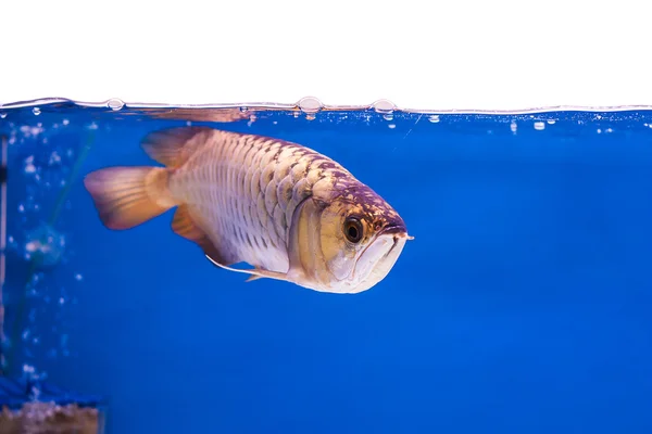 Arowana pescado — Foto de Stock