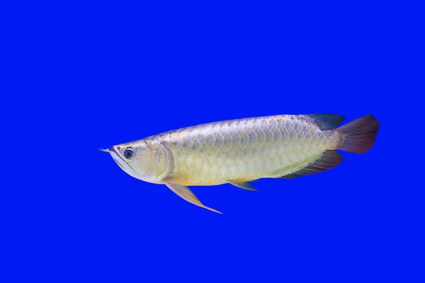 Arowana fisk — Stockfoto