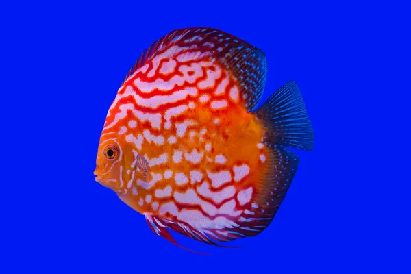 Pompadour fisk — Stockfoto