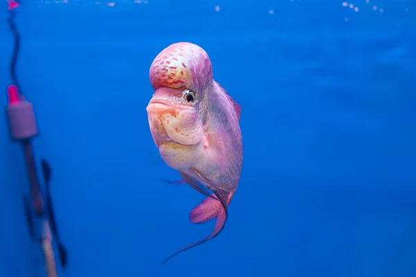 Blume Hornfisch — Stockfoto