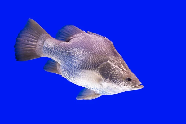 Silver fish — Stock Photo, Image